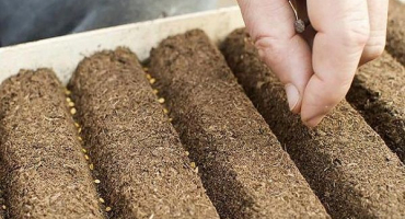 Jak zasít rajčata pro sazenice krok za krokem